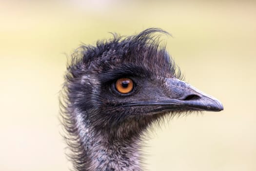 Close up portrait of the head of an Australian Emu in an outback field in regional Australia