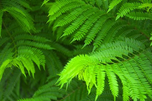 Green fern bushes in the forest, macro, summer