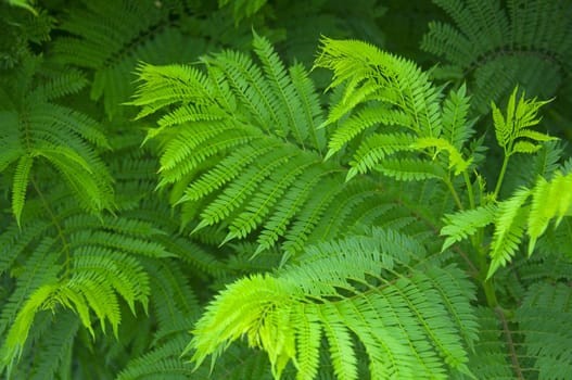 Green fern bushes, closeup,park, summer