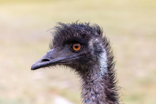 Close up portrait of the head of an Australian Emu in an outback field in regional Australia