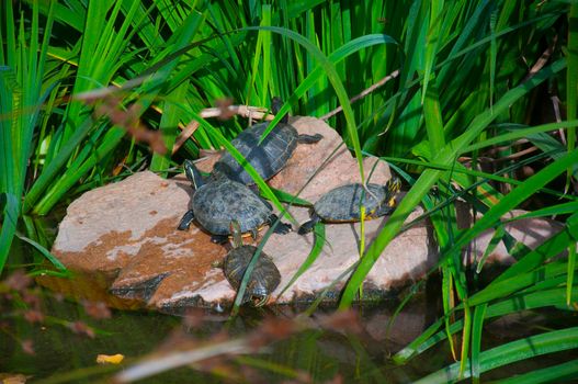 Four turtles having sun on the big stone, pond side
