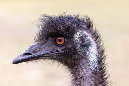 Close up portrait of the head of an Australian Emu in an outback field in regional Australia