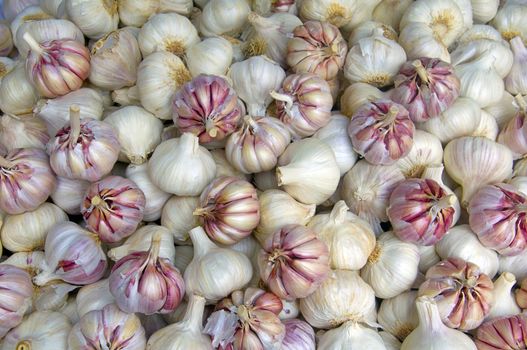 Big quantity of garlic, white and pink