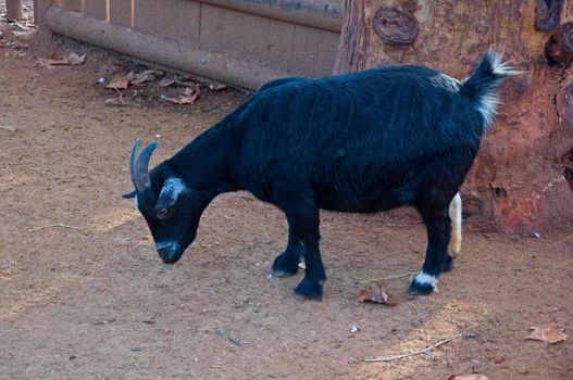 Black goat looking for the food, autumn