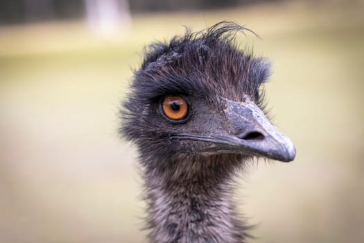 Close up portrait of the head of an Australian Emu in an outback field in regional Australia