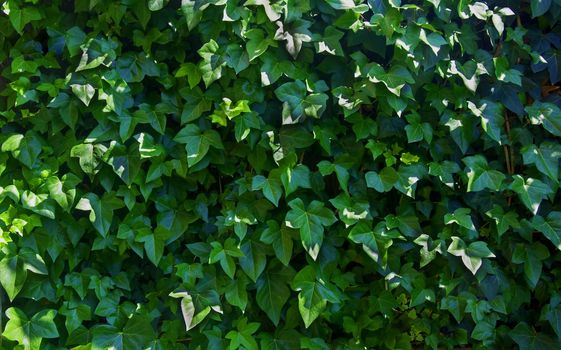 Wall of green ivy leaves in the garden, sunny summer day