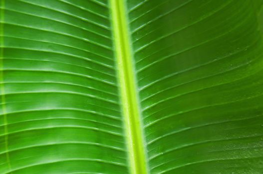 Organic detailed green palm leaf, closeup, summer