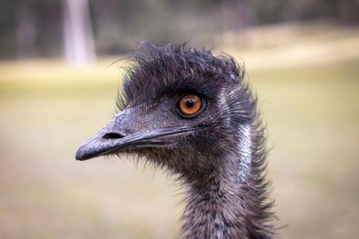 Close up portrait of the head of an Australian Emu in an outback field in regional Australia