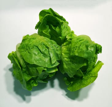 Three green fresh romano salads, isolated