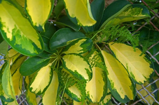 Plant with hard green and yellow brilliant leaves and iron fence, summer