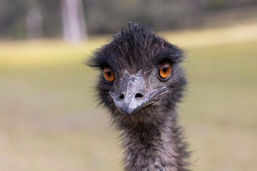 Close up portrait of the head of an Australian Emu in an outback field in regional Australia