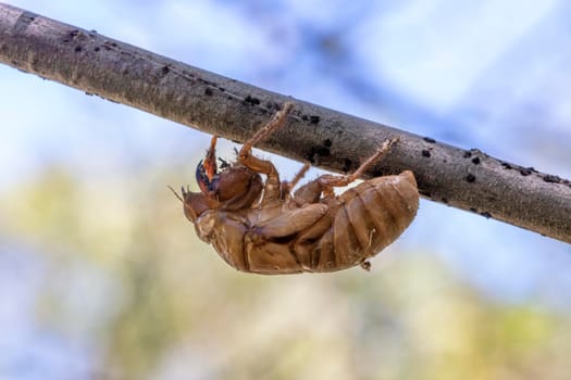 Close up view of a brown dead Cicada on a tree branch in the outdoors