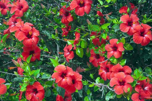 Tree with big red flowers, hibiscus, summer, Spain