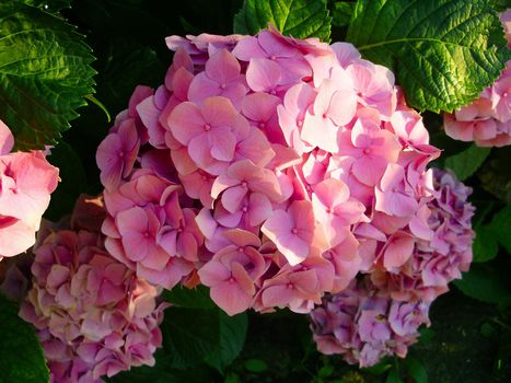 Bush of hydrangea with pink flowers and green leaves