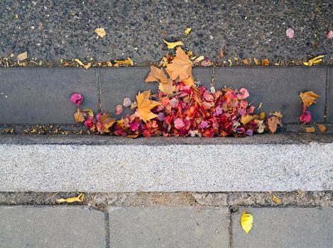 Multucolored autumn leaves and flowers on the asphalt near the curb