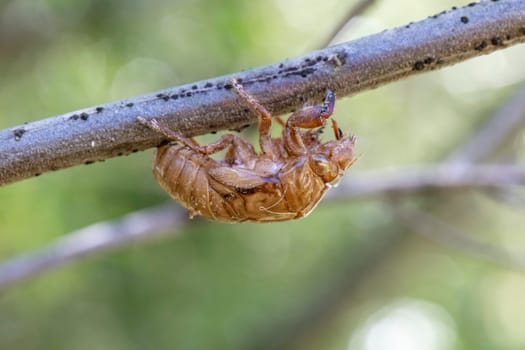 Close up view of a brown dead Cicada on a tree branch in the outdoors