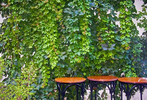 Three round wooden tables with ivy background, open restaurant