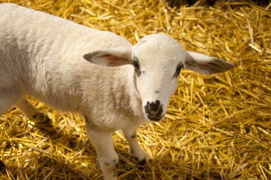 Small white lamb on the hay background, farm