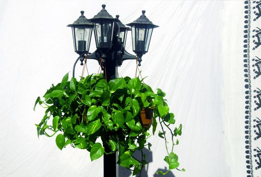 Lantern with plants on the background of white sheet with black canvas, summer day