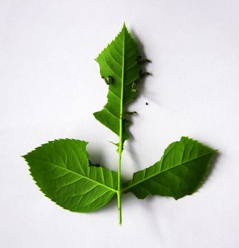 Caterpillars and worms eat green leaves of rose, white background