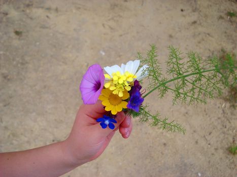 Child's hand holding field flowers, sand background, summer, Spain