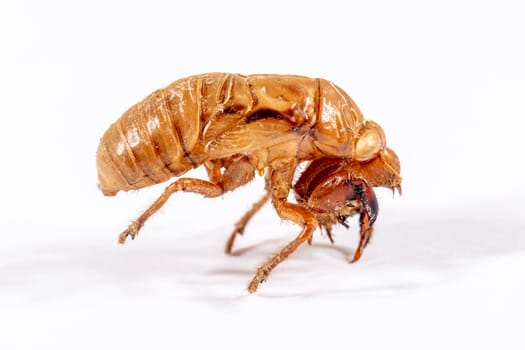 Close up view of a brown dead Cicada on a white background