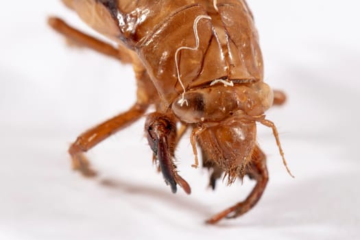 Close up view of a brown dead Cicada on a white background