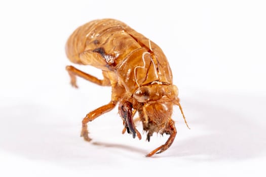 Close up view of a brown dead Cicada on a white background