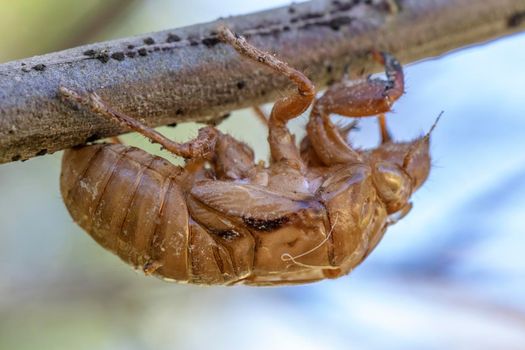 Close up view of a brown dead Cicada on a tree branch in the outdoors