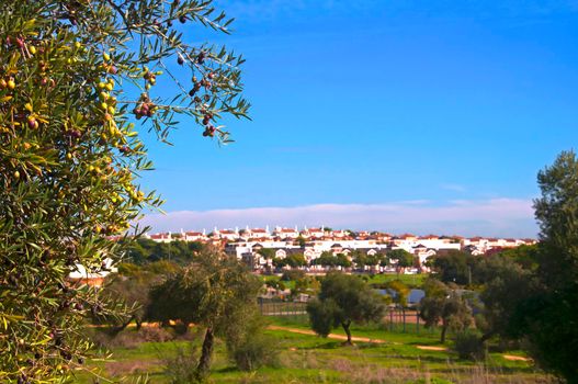 Olive tree in the park and white houses as a background