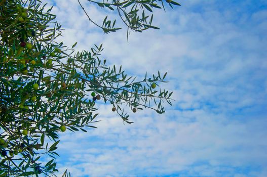 Olive tree branch in the blue sky background