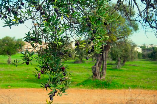 Olive tree branch with black olives, olive grove