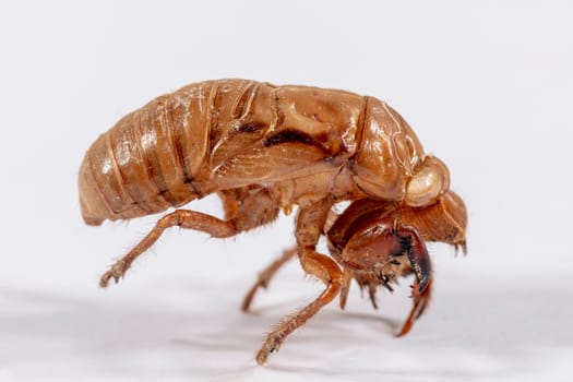 Close up view of a brown dead Cicada on a white background