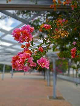 Branch of tree with orange and pink flowers, summer