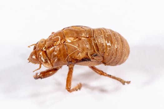 Close up view of a brown dead Cicada on a white background