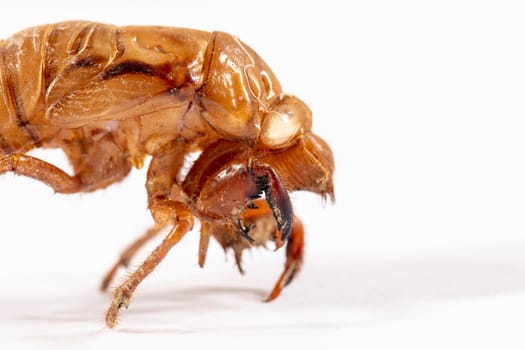 Close up view of a brown dead Cicada on a white background