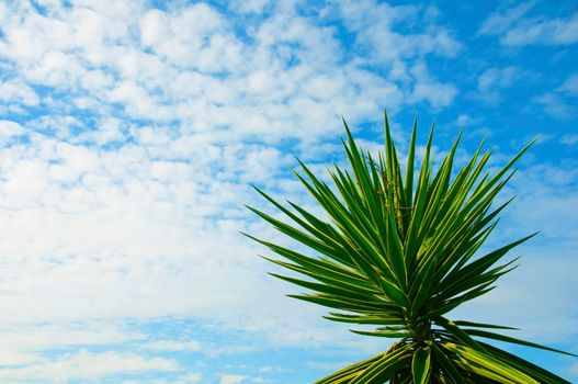 Top of the palm tree in the blue sky background, autumn