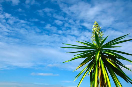 Top of the palm tree with flowers in the blue sky background, autumn