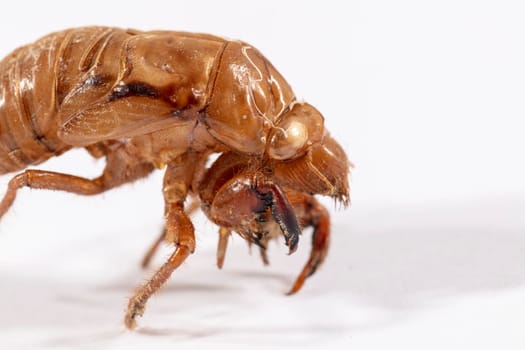 Close up view of a brown dead Cicada on a white background