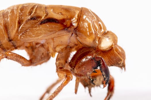 Close up view of a brown dead Cicada on a white background