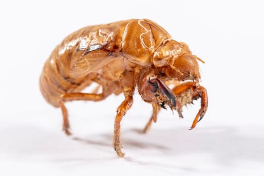 Close up view of a brown dead Cicada on a white background