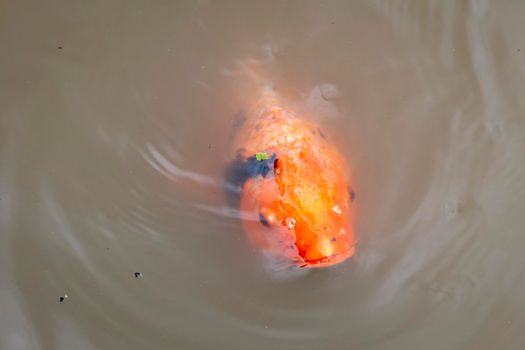 Koi fish swimming in a small pond in regional Australia