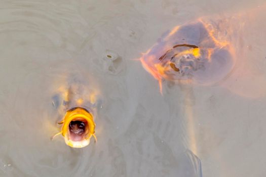 Koi fish swimming in a small pond in regional Australia