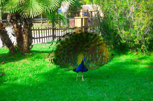 Blue peacock with  beautiful open tail, grass background