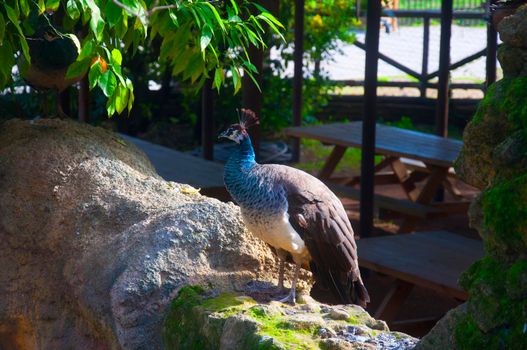 Beautiful peacock sitting on the wall, autumn