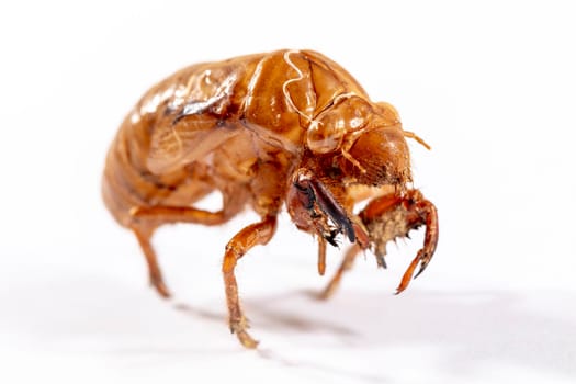 Close up view of a brown dead Cicada on a white background