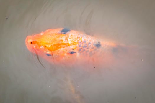 Koi fish swimming in a small pond in regional Australia