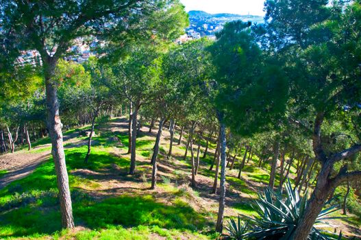 Green pine trees on the hill, winter time in Malaga, Spain