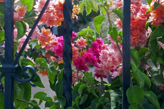 Pink and purple flovers behind the iron fence, summer