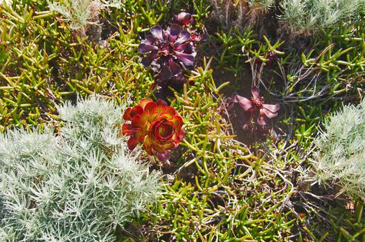 Different multicolored plants and succulents under the sun, summer time, Portugal